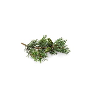 Pin sylvestre macérat bourgeons bio 30ml 30