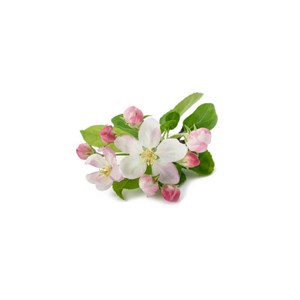Pommier - macérat bourgeons bio 30ml 30