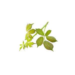 Ronce bio - 15ml 15