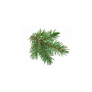 Sapin blanc macérat bourgeons bio 30ml 30