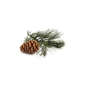 Séquoia géant bio - 30ml 30