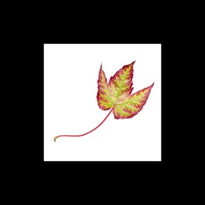 Vigne vierge bio - 30ml (parthenocissus tricuspidata) – macérat concentré de bou 30