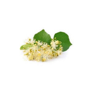 Tilleul bio - 15ml (tilia tomentosa) – macérat concentré de bourgeons frais 15