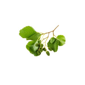 Aulne glutineux bio - 15ml 15