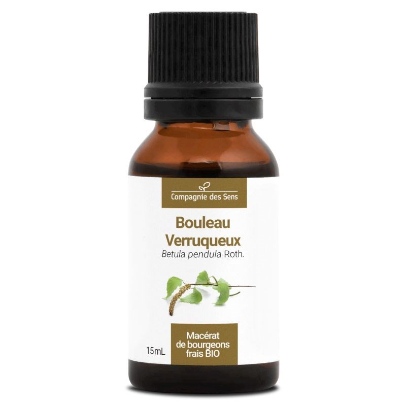 Bouleau verruqueux bio - 15ml (betula pendula) – macérat concentré de bourgeons
