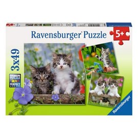 Puzzles 3x49 p - chatons tigrés