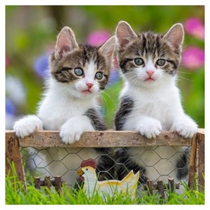 Puzzles 3x49 p - chatons tigrés