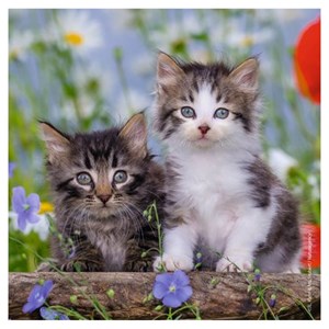 Puzzles 3x49 p - chatons tigrés