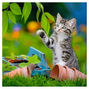 Puzzles 3x49 p - chatons tigrés