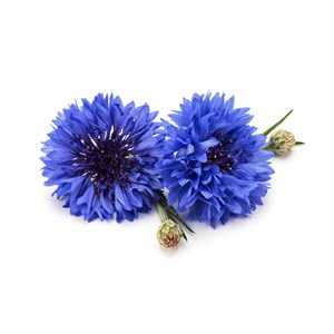 Bleuet - hydrolat bio - 200ml