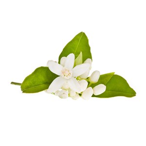 Fleur d'oranger - hydrolat bio - 200ml