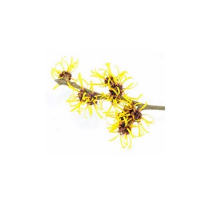 Hamamelis - hydrolat bio - 200ml