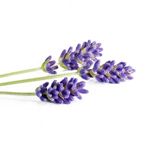 Lavande officinale - hydrolat bio - 200ml