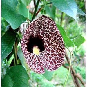 Annona muricata (corossole)