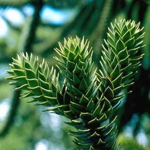 Araucaria araucana (syn. A. Imbricata)