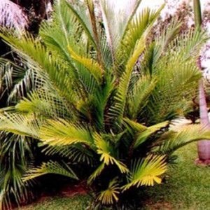 Arenga engleri