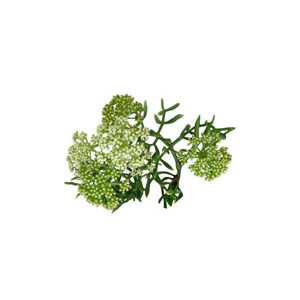 Criste marine - huile essentielle bio - 2.5ml garantie chromacert® - chémotypée