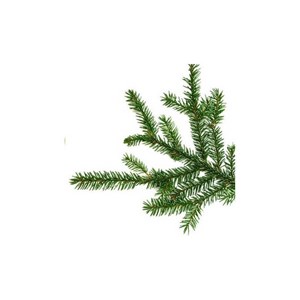 Épinette noire (picea mariana) - huile essentielle bio - 10ml garantie chromacer