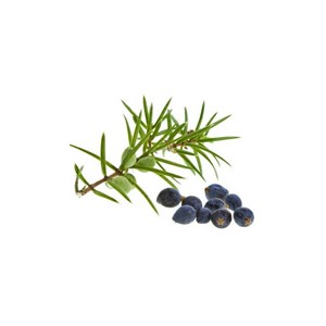 Genévrier (juniperus communis) - huile essentielle bio - 10ml garantie chromacer