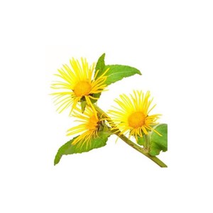 Inule odorante - huile essentielle bio - 2.5ml garantie chromacert® - chémotypée