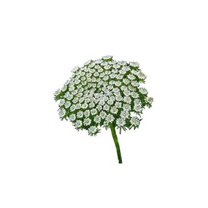 Khella (ammi visnaga) - huile essentielle bio - 5ml garantie chromacert® - chémo