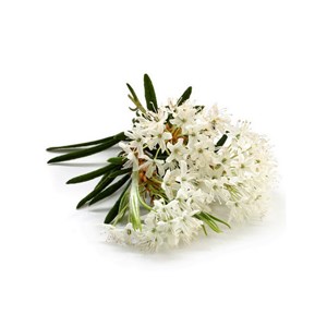 Lédon du groenland - huile essentielle bio - 5ml garantie chromacert® - chémotyp