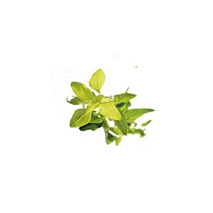 Origan vert (origanum vulgare) - huile essentielle bio - 5ml garantie chromacert