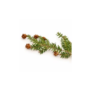 Pruche (tsuga canadensis) - huile essentielle bio - 5ml garantie chromacert® - c