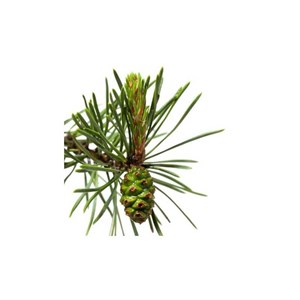 Térébenthine (pinus pinaster) - huile essentielle bio - 10ml garantie chromacert