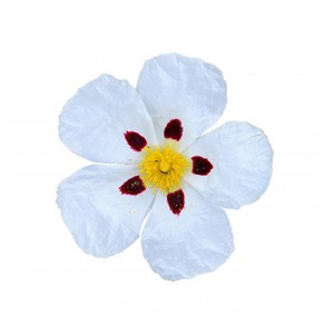 Ciste (cistus ladaniferus) - huile essentielle bio - 10ml garantie chromacert® -