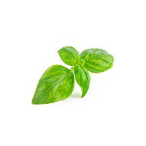 Basilic tropical - huile essentielle bio - 10ml garantie chromacert® - chémotypé