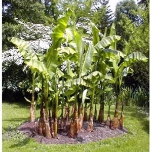 Bananier musa velutina