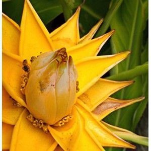 Bananier musella lasiocarpa