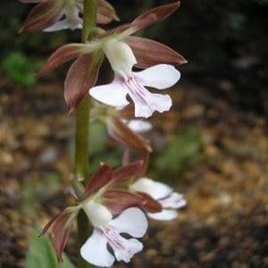 Bletilla ""kuchibeni