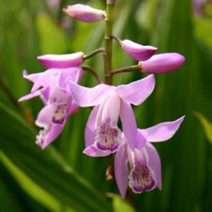 Bletilla striata ""purple""