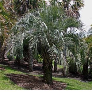 Butia odorata