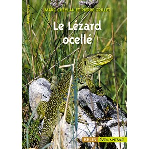 Le lézard ocellé