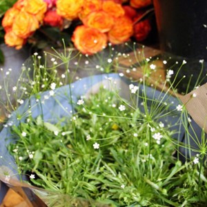 Créez votre terrarium à paris