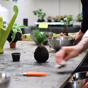 Fabriquez votre kokedama à paris