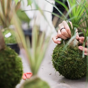 Créez un kokedama à bordeaux