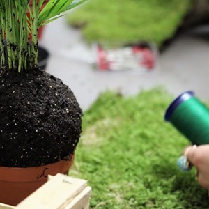 Créez un kokedama à bordeaux