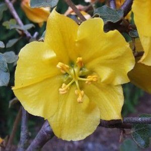 Eucalyptus gunnii