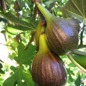 Ficus carica (figuier)