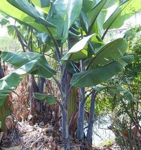 Gunnera manicata (rhubarbe géante)