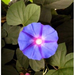 Ipomoea learii