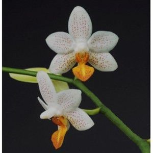 Kit nepenthes 'rafflesiana'