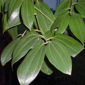 Litchi sinensis var mc lean