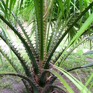 Livistona lanuginosa