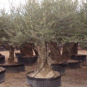 Olea europaea (oliviers)