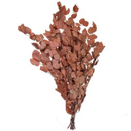 Feuillage hêtre brun stabilisé